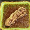 にんにくと豚肉の120度低温ロースト